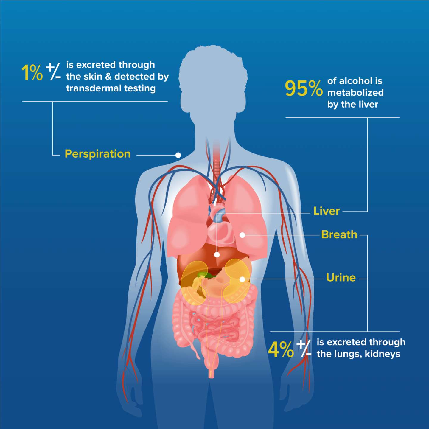 Transdermal Alcohol Testing - SCRAM Systems